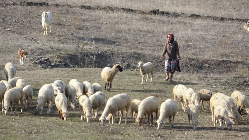 35 yaşındaki Ayşe Eken,150 koyununa çobanlık yapıyor