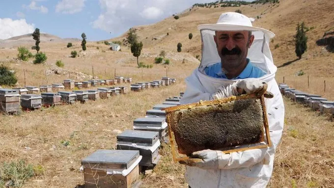 Maçoğlu arı yetiştiriciliğine başladı