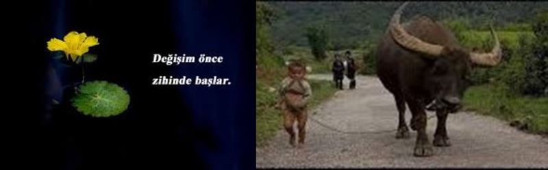 Maymunlar