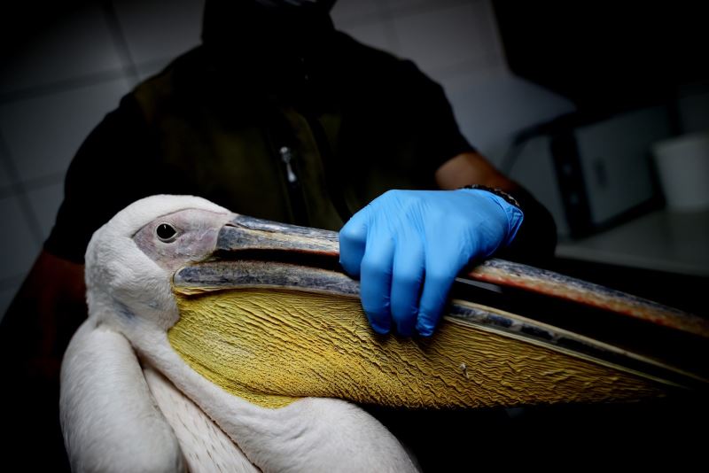 Böyle vahşet görülmedi...Avcıların vurduğu yaralı pelikan tedavi altına alındı